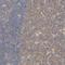 Carboxypeptidase B2 antibody, HPA004146, Atlas Antibodies, Immunohistochemistry frozen image 