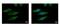 AIF1 antibody, PA5-27436, Invitrogen Antibodies, Immunofluorescence image 