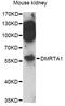 DMRT Like Family A1 antibody, LS-C749344, Lifespan Biosciences, Western Blot image 