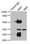 Caspase 7 antibody, LS-C211492, Lifespan Biosciences, Immunoprecipitation image 