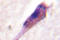 Arrestin Beta 1 antibody, LS-C176385, Lifespan Biosciences, Immunohistochemistry frozen image 