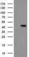 Indoleamine 2,3-Dioxygenase 1 antibody, TA506370, Origene, Western Blot image 