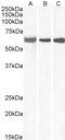 Ephrin A2 antibody, 45-526, ProSci, Enzyme Linked Immunosorbent Assay image 