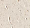 Glutamate Receptor Interacting Protein 1 antibody, 7229, ProSci, Immunohistochemistry paraffin image 