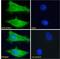 Tumor protein D52 antibody, 46-506, ProSci, Western Blot image 