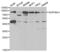 Plasma protease C1 inhibitor antibody, abx001435, Abbexa, Western Blot image 