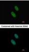 Enhancer Of Zeste 1 Polycomb Repressive Complex 2 Subunit antibody, NBP1-32111, Novus Biologicals, Immunofluorescence image 