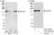 Gem Nuclear Organelle Associated Protein 5 antibody, A301-326A, Bethyl Labs, Immunoprecipitation image 