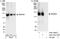WD Repeat Domain 44 antibody, A301-440A, Bethyl Labs, Immunoprecipitation image 
