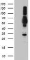 TUB Like Protein 3 antibody, TA504150, Origene, Western Blot image 