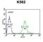 Retinol Dehydrogenase 16 antibody, abx032526, Abbexa, Western Blot image 