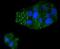 Caspase 5 antibody, A05259-3, Boster Biological Technology, Immunocytochemistry image 