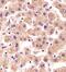 Tuftelin Interacting Protein 11 antibody, PA5-49275, Invitrogen Antibodies, Immunohistochemistry paraffin image 