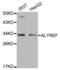 Aly/REF Export Factor antibody, abx004619, Abbexa, Western Blot image 