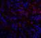 V-Set Immunoregulatory Receptor antibody, RF16072, ProSci, Immunofluorescence image 