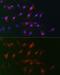 PYD And CARD Domain Containing antibody, GTX55818, GeneTex, Immunofluorescence image 