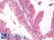 Transforming Growth Factor Beta 2 antibody, LS-C316546, Lifespan Biosciences, Immunohistochemistry paraffin image 