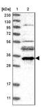 ER Membrane Protein Complex Subunit 2 antibody, NBP2-13490, Novus Biologicals, Western Blot image 