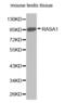 RAS P21 Protein Activator 1 antibody, abx001377, Abbexa, Western Blot image 