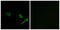 Cysteine protease ATG4A antibody, GTX87155, GeneTex, Immunocytochemistry image 