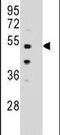 POC1 Centriolar Protein B antibody, PA5-24495, Invitrogen Antibodies, Western Blot image 