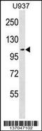 MCC Regulator Of WNT Signaling Pathway antibody, 59-060, ProSci, Western Blot image 