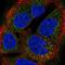 BTG Anti-Proliferation Factor 4 antibody, NBP2-58040, Novus Biologicals, Immunocytochemistry image 