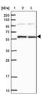 Sorting nexin-17 antibody, NBP1-92417, Novus Biologicals, Western Blot image 