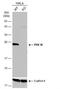 PRX-3 antibody, NBP2-19777, Novus Biologicals, Western Blot image 