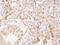 Chromosome Segregation 1 Like antibody, NB100-79803, Novus Biologicals, Immunohistochemistry frozen image 