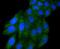 Interferon Regulatory Factor 5 antibody, A00958, Boster Biological Technology, Immunocytochemistry image 