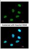 Regulation Of Nuclear Pre-MRNA Domain Containing 1A antibody, NBP2-19650, Novus Biologicals, Immunocytochemistry image 