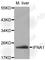 Interferon Alpha 13 antibody, A0285, ABclonal Technology, Western Blot image 