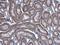 Hydroxyacylglutathione Hydrolase antibody, NBP1-33764, Novus Biologicals, Immunohistochemistry paraffin image 