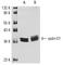 Cyclin D1 antibody, sc-8396, Santa Cruz Biotechnology, Western Blot image 