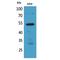 Bone Morphogenetic Protein 3 antibody, LS-C387067, Lifespan Biosciences, Western Blot image 