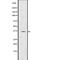 TIR Domain Containing Adaptor Protein antibody, abx218996, Abbexa, Western Blot image 