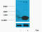 Histone H3 antibody, STJ97143, St John