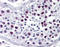 Cyclin A1 antibody, AP07563SU-N, Origene, Immunohistochemistry frozen image 