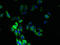 Atypical Chemokine Receptor 1 (Duffy Blood Group) antibody, LS-C371451, Lifespan Biosciences, Immunofluorescence image 