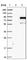 Adaptor Protein, Phosphotyrosine Interacting With PH Domain And Leucine Zipper 2 antibody, HPA039688, Atlas Antibodies, Western Blot image 