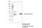 Actin Alpha 2, Smooth Muscle antibody, 19245S, Cell Signaling Technology, Immunoprecipitation image 