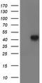 Leucine Carboxyl Methyltransferase 1 antibody, LS-C337408, Lifespan Biosciences, Western Blot image 