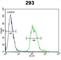 Tachykinin Precursor 1 antibody, abx032649, Abbexa, Western Blot image 