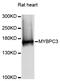 Myosin Binding Protein C, Cardiac antibody, abx126204, Abbexa, Western Blot image 