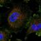 Trimethylguanosine Synthase 1 antibody, NBP2-56790, Novus Biologicals, Immunofluorescence image 