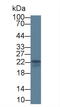 Interleukin 18 antibody, LS-C720356, Lifespan Biosciences, Western Blot image 