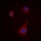 Autophagy Related 4C Cysteine Peptidase antibody, orb235027, Biorbyt, Immunofluorescence image 