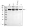 Minichromosome Maintenance Complex Component 7 antibody, M01649-3, Boster Biological Technology, Western Blot image 
