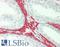 Actin Alpha 2, Smooth Muscle antibody, LS-B12102, Lifespan Biosciences, Immunohistochemistry frozen image 